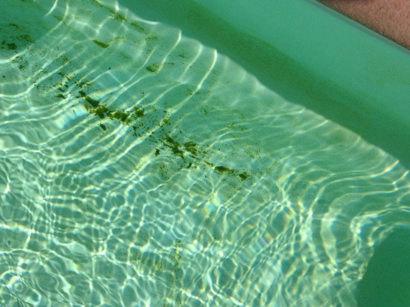 algues UV